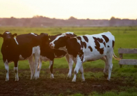 Атырау облысындағы ауылда белгісіз індеттен мал қырылып жатыр