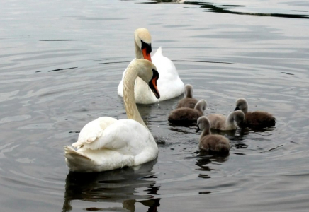 Маңғыстаудағы табиғатты қорғау инспекторлары аққулардың өлексесіне қатысты түсінік берді