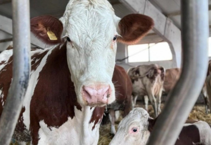 Алматы облысына Даниядан мыңға жуық сиыр жеткізілді