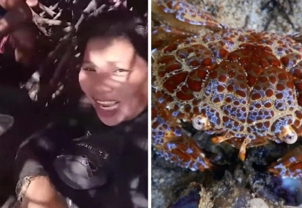 Блогер видео үшін ең улы теңіз шаянын жеймін деп көз жұмды