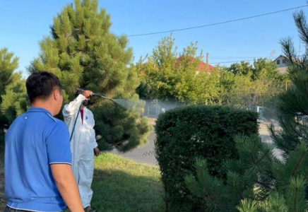 Шымкентте ағаштарды дәрілеу жұмыстары жүргізіліп жатыр