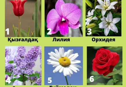ГҮЛ арқылы да ӘЙЕЛді тануға болады (тест)