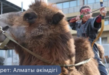 Түйе үстінде 10 секундта 4 нысана: Алматы ипподромында әлемдік рекорд орнатылды