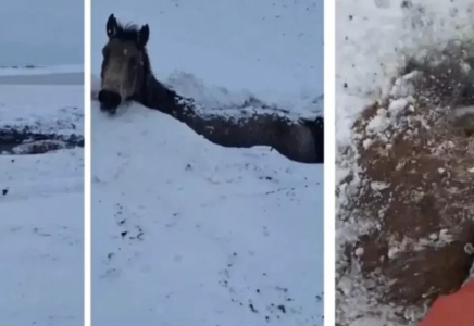 БҚО-да бір үйір жылқы су астында мұз болып қатып қалды