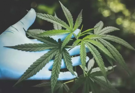 Қазақстанда қарасора өсіруге ресми түрде рұқсат берілді