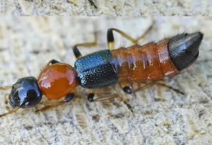 Вьетнамда туристерге улы қоңыздар туралы ескерту жасалды