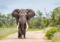 ​Таиландта жабайы пілдерге контрацептивтік вакцина егіле бастады