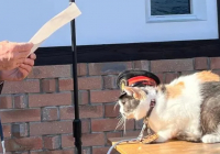 Жапонияда мысық вокзал басшысы болып тағайындалды