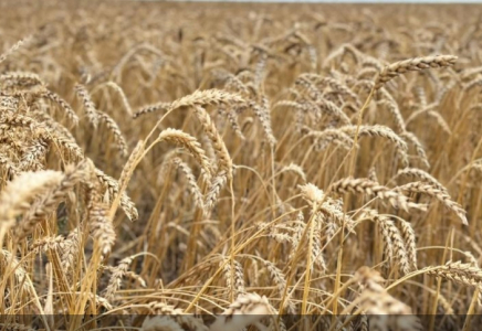 Қазақстанда 26,3 млн тонна астық бастырылды Қазақстанда 26,3 млн тонна астық бастырылды