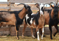 Қазақстан ет өнімдерін БАӘ мен Үндістанға экспорттауға ниетті