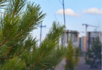 Түркістанның әкімі абаттандыру және жол салу жұмыстарын тексерді