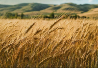 Ақмола облысында астықты терең өңдеу зауыты салынады