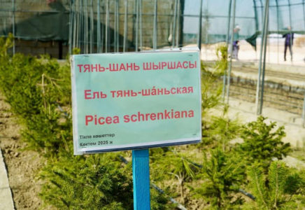 Түркістан облысында заманауи тұқымбақ көбейіп жатыр