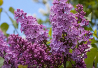 Сиреньнің де сұрауы бар: Рұқсатсыз жұлғандарға айыппұл салынады 