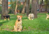 Таразда ер адам итті көлікке байлап сүйреген