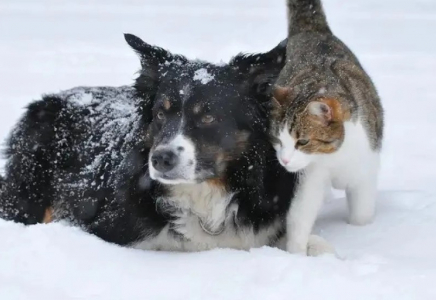 Алматы облысында үй жануарларына арналған азық өндіретін зауыт салынады