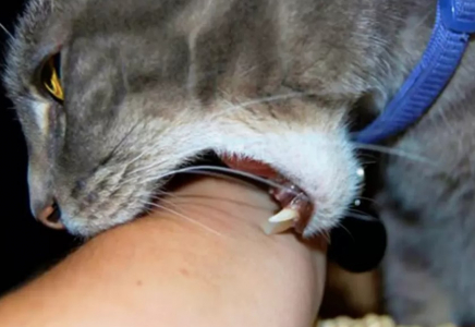 Мысық тістеген маңғыстаулық әйел құтырма ауруынан көз жұмды