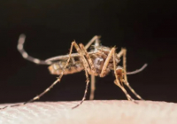 Қазақстанда безгектің сырттан әкелінген жағдайлары тіркелуде