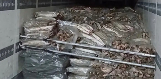 Атырау облысында 17 тоннадан астам заңсыз балық тәркіленді