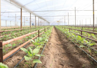 Түркістан облысында жылыжай шаруашылығы қарқынды дамыған