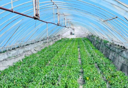 ТҮРКІСТАН: Келестік шаруалар тәжірибе жинау үшін Өзбекстанға кетті
