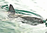 Ұлытау облысында балық аулауға кетіп, ұшты-күйлі жоғалған алты адам аман-есен табылды