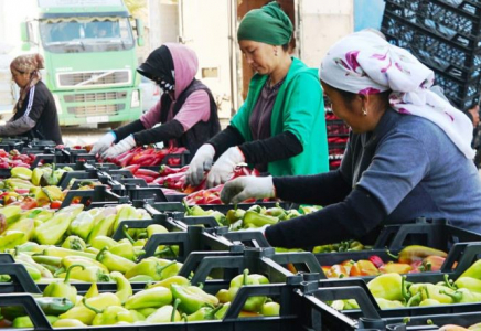 ТҮРКІСТАН: Биыл келестік диқан бір жерден үш рет өнім алды