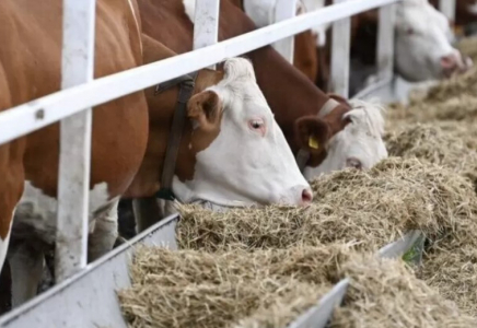 Мал экспортына байланысты 2 жаңа бұйрық күшіне енді