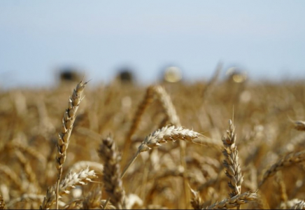 Үкімет астық экспортын қолдауға қосымша 7 млрд теңге бөлді