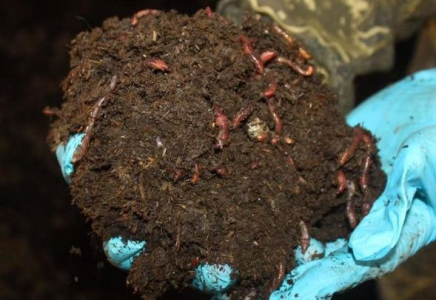 Түркістан облысында Калифорния шылаушынын өсірушілер көбейді