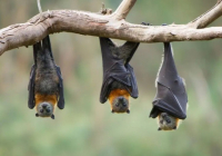 Бразилияда жарқанаттардан коронавирустың жаңа түрі табылды