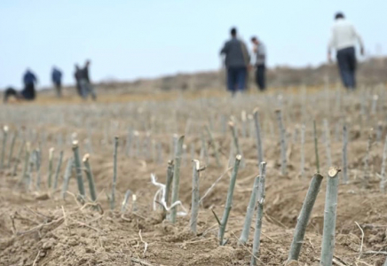 ТҮРКІСТАН: Жетісайда 1 гектар жерге тұқымбақ ұйымдастырылды