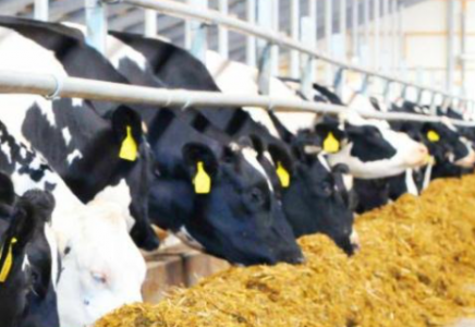 Түркістан облысы ірі қара мал етін экспорттаудан республикада көш басында