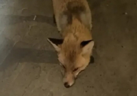 Қостанай облысында жабайы түлкілер адамдарға шабуылдай бастаған