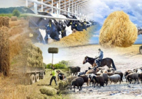 Соңғы 5 жыл ішінде ауыл шаруашылығы кооперативтерінің саны 1,5 есе өсті