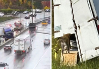 АҚШ-та жүк көлігі аударылып, қауіпті вирус жұқтырған маймылдар қашып кетті (видео) АҚШ-та жүк көлігі аударылып, қауіпті вирус жұқтырған маймылдар қашып кетті (видео)