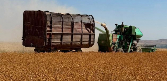 ​ТҮРКІСТАН: Сайрам ауданында мақсарының 90 пайызы жиналды