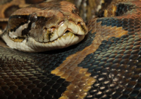 Атырауда сот шешімімен алып питон мемлекет меншігіне берілді