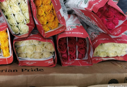 Қазақстанға Эквадордан жеткізілген раушан гүлдерінен зиянкес анықталды