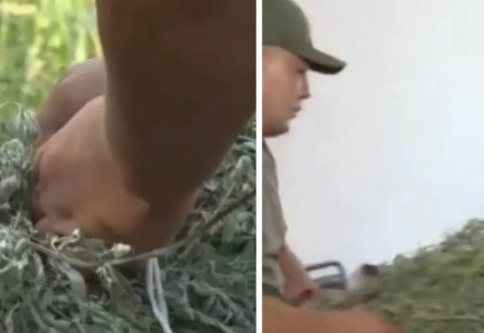 Ұлттық саябақ аумағынан жалбыз жинаған қазақстандық айыппұл арқалады