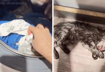 Семейлік блогер мысығын кір жуғыш машинада өлтіріп алып, видеосын желіде жариялаған