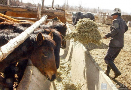 «Самозанятыйлардың»  74 пайызы ауылда тұрады