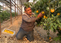 Түркістандық шаруа жылыжайда жылына 200 тонна лимон өсіреді
