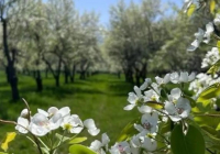 Қазақстанға Нидерландыдан 7 мыңнан астам алма көшеті әкелінді