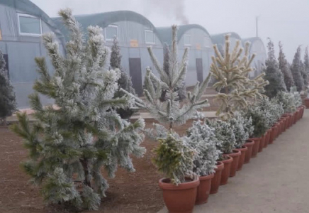 Түркістан облысында 10 гектар заманауи тұқымбақ салынып жатыр