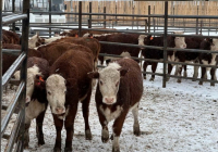 Келер жылы БҚО-да қайта өңделген ауыл шаруашылығы өнімдерінің көлемін 70%-ға жеткізу көзделген
