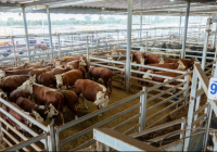 Қазақстанда етті мал шаруашылығының австралиялық моделі енгізіліп жатыр