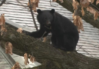 Жапонияда аю шабуылынан 12 адам қайтыс болды