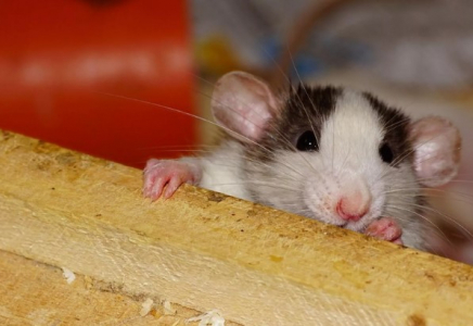 Батыс Қазақстанда 33 адам тышқан безгегіне шалдықты