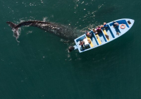 ​Мида төңкеріс жасайтын 7 демалыс түрі